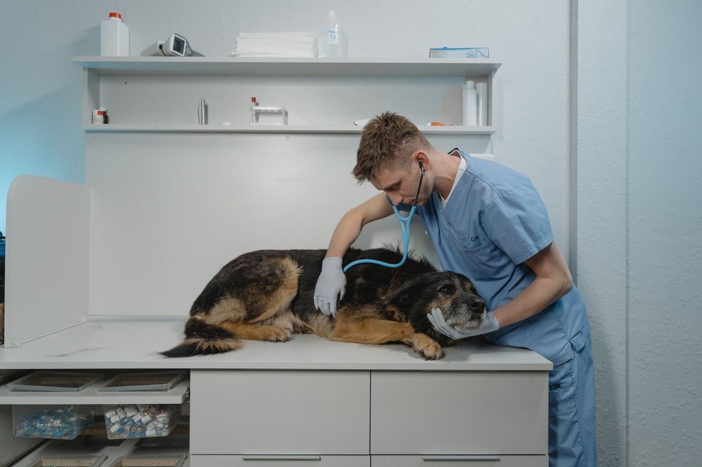 Mejores veterinarios de Madrid